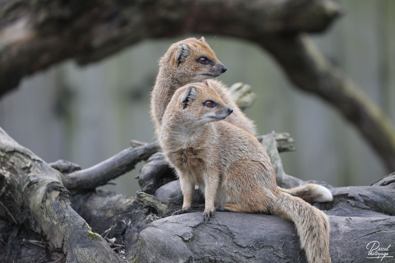 Zoo de Bordeaux-Pessac