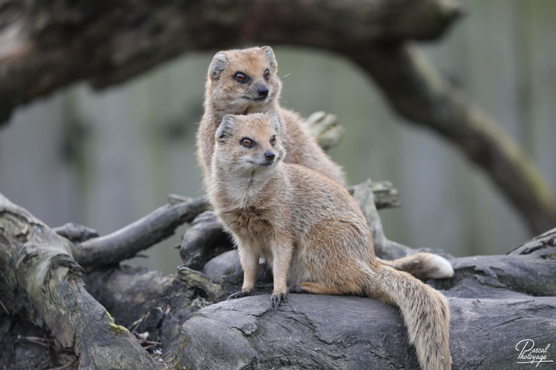 Zoo de Bordeaux-Pessac