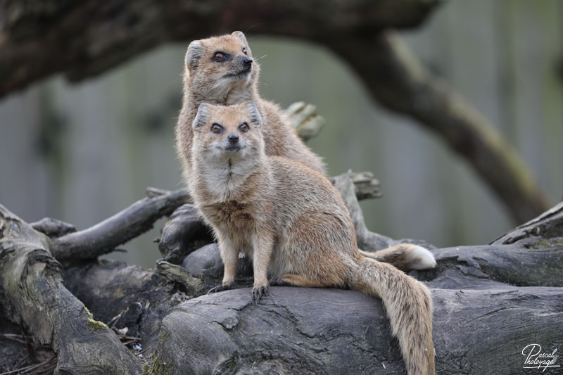 Zoo de Bordeaux-Pessac