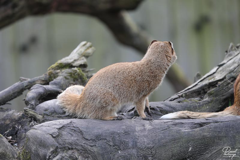 Zoo de Bordeaux-Pessac