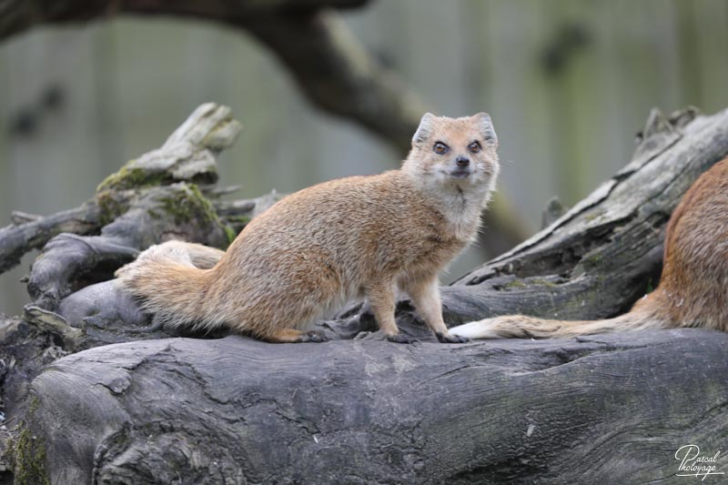 Zoo de Bordeaux-Pessac