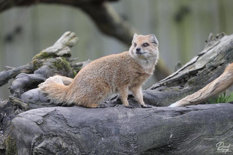 Zoo de Bordeaux-Pessac