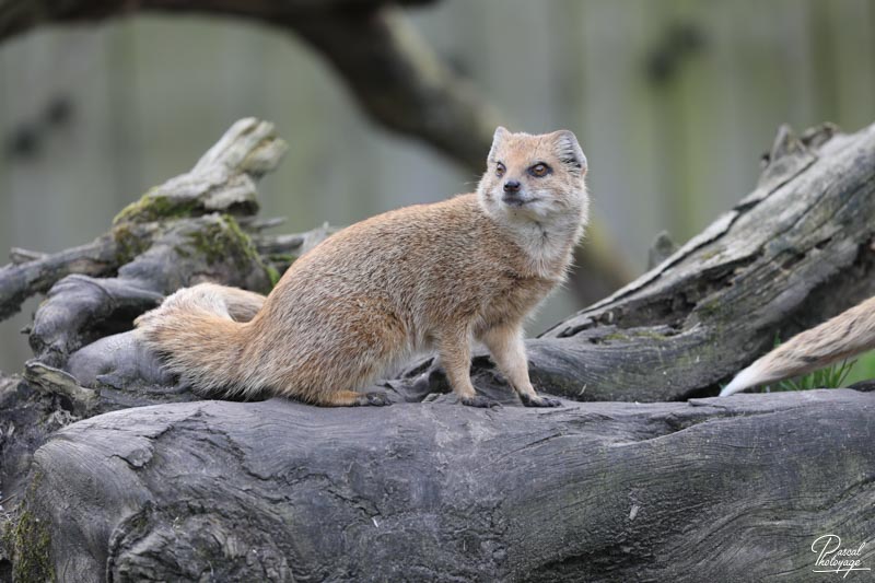 Zoo de Bordeaux-Pessac