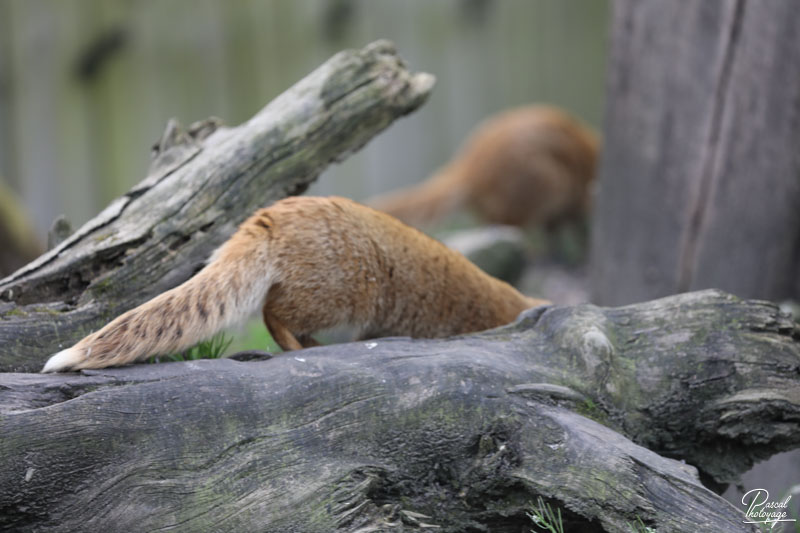 Zoo de Bordeaux-Pessac