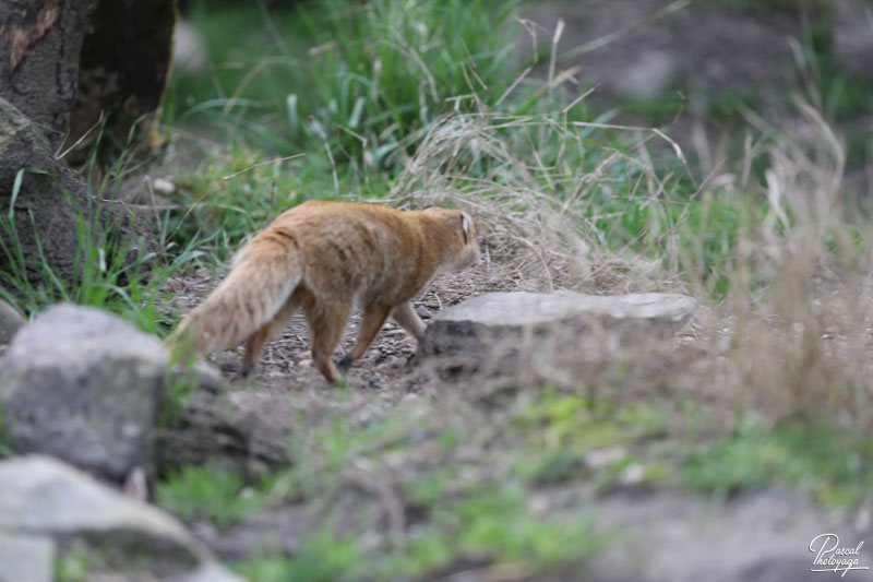 Zoo de Bordeaux-Pessac