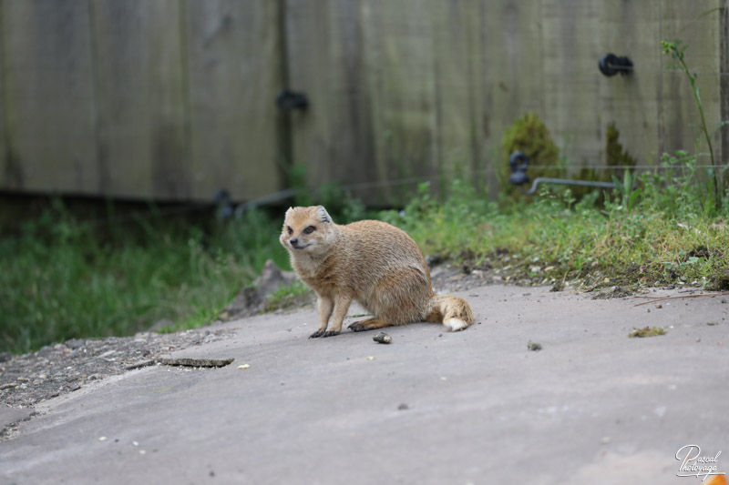 Zoo de Bordeaux-Pessac