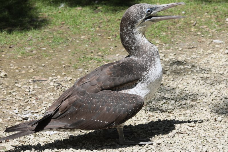 Marais aux oiseaux