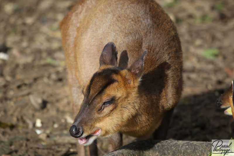 Muntjac de Chine