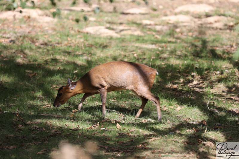 ZooSafari de Thoiry