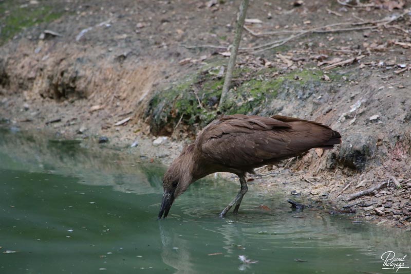 BioParc de Doué La Fontaine