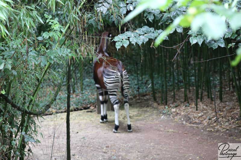 BioParc de Doué La Fontaine