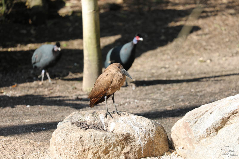 BioParc de Doué La Fontaine