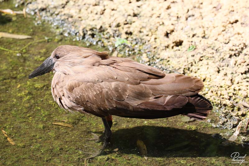 BioParc de Doué La Fontaine