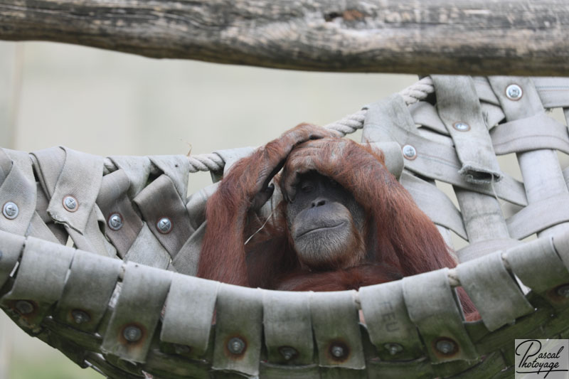 Zoo de La Boissière du Doré