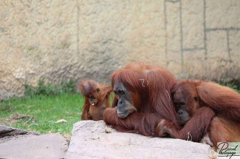 Zoo de La Boissière du Doré