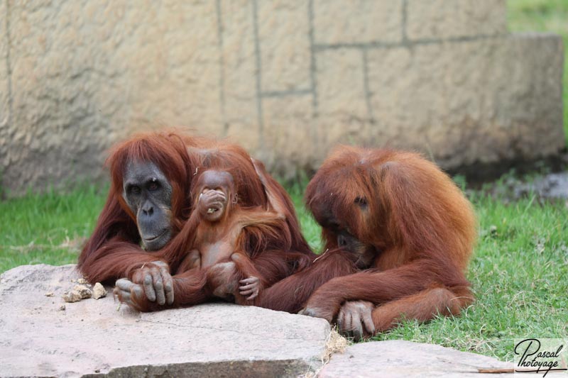 Zoo de La Boissière du Doré