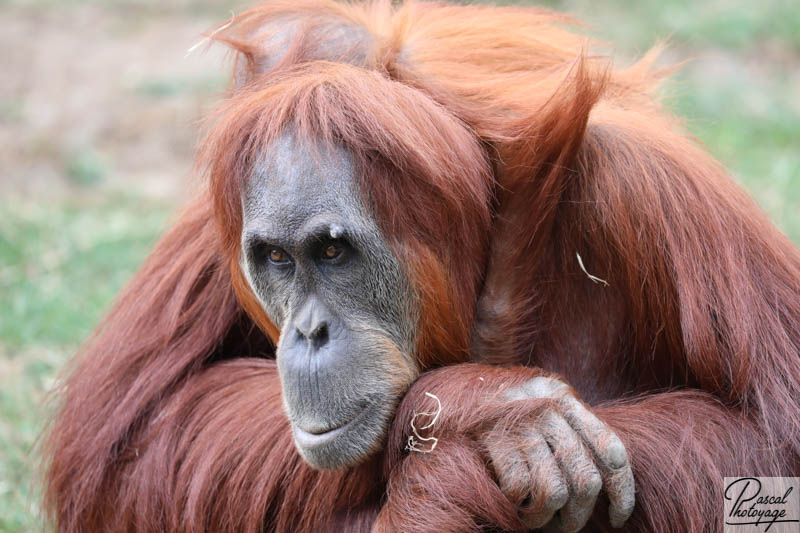 Zoo de La Boissière du Doré