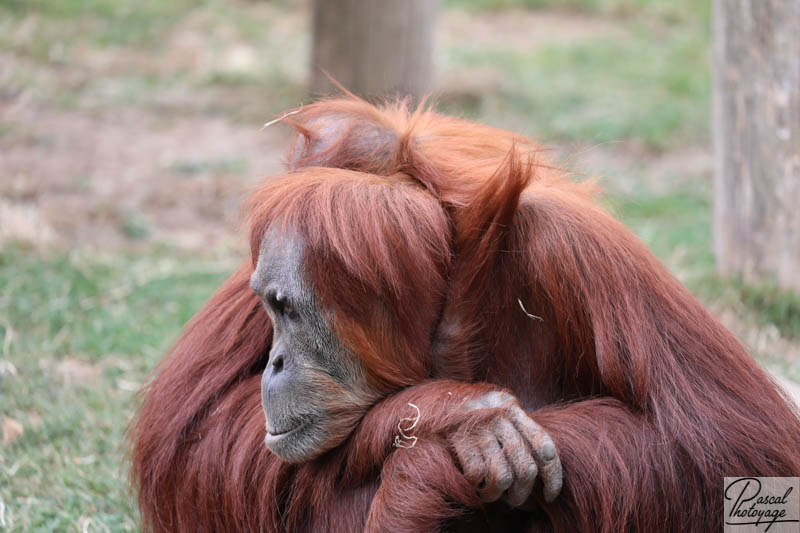 Zoo de La Boissière du Doré