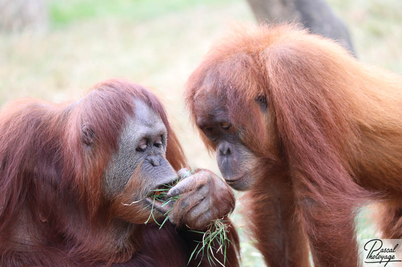 Zoo de La Boissière du Doré