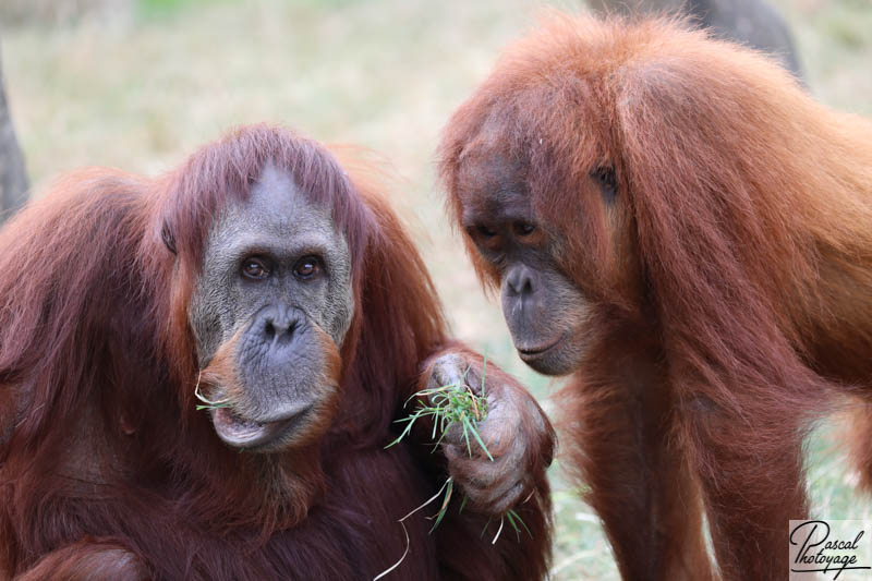 Zoo de La Boissière du Doré