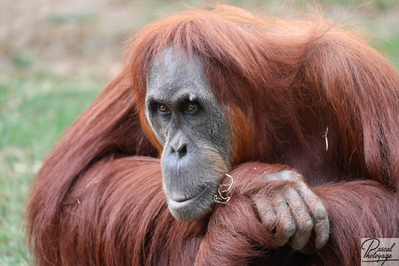 Zoo de La Boissière du Doré