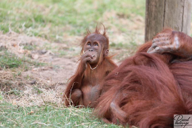 Zoo de La Boissière du Doré