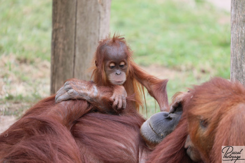 Zoo de La Boissière du Doré