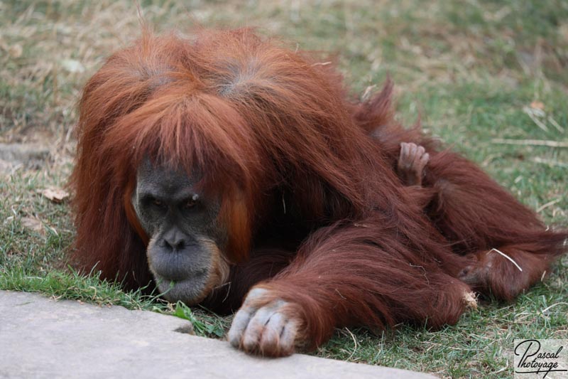 Zoo de La Boissière du Doré