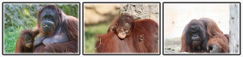 L'orang-outan de Bornéo