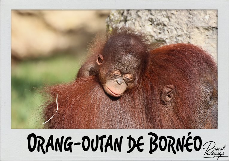 orang_outan_de_borneo_polaroid_765x540px.jpg