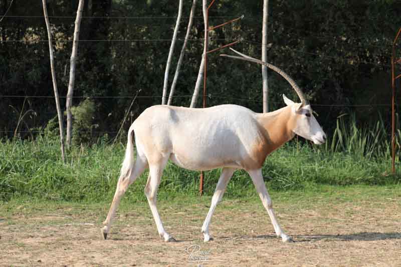 Oryx algazelle