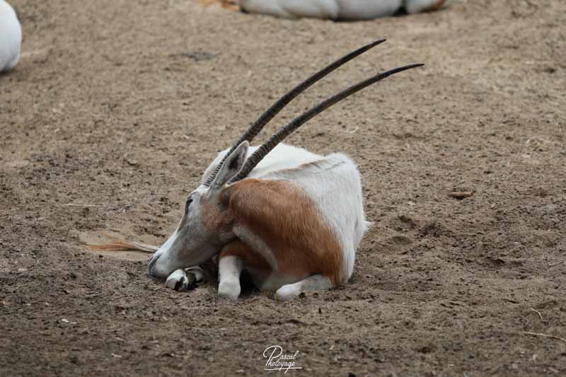 Zoo de La Palmyre