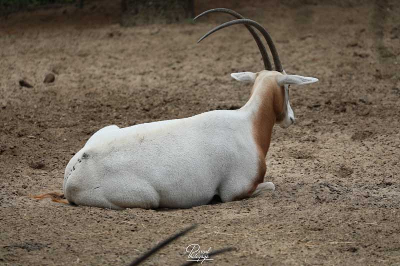 Zoo de La Palmyre