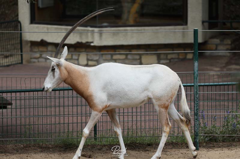 Zoo de La Palmyre