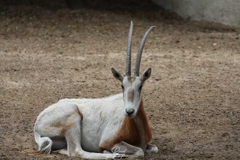 Zoo de La Palmyre