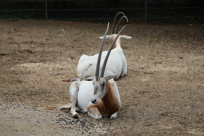 Zoo de Jurques