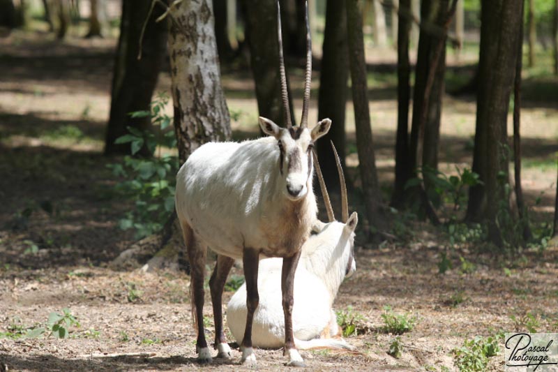 Oryx d'Arabie