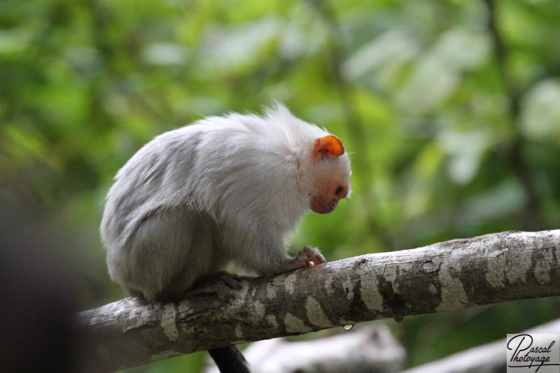 Vallée des singes