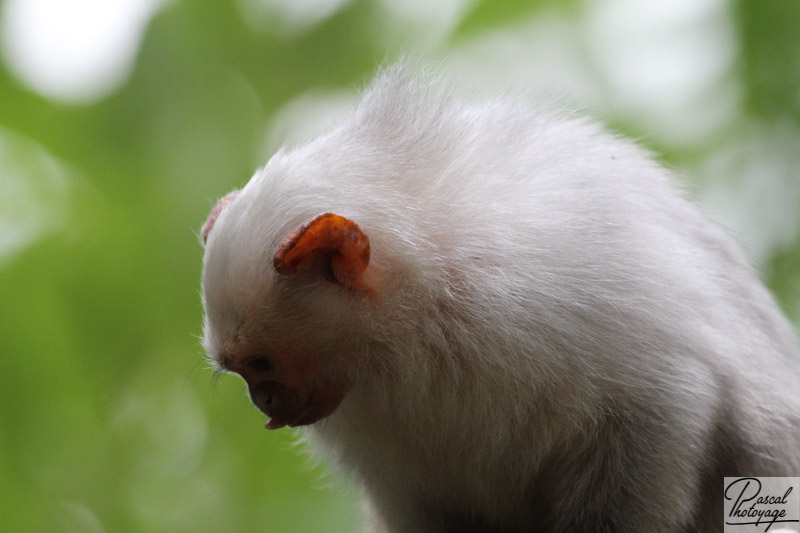 Vallée des singes