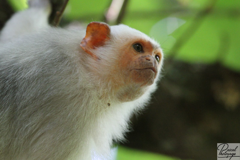 Vallée des singes