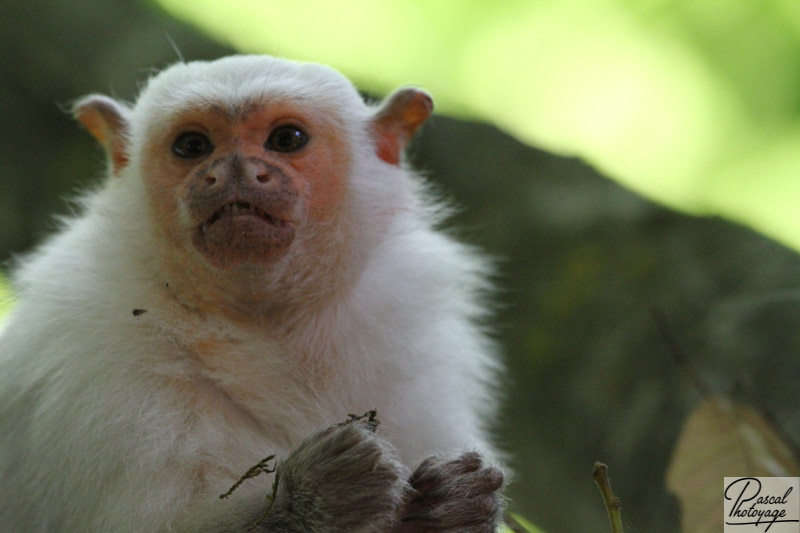 Vallée des singes