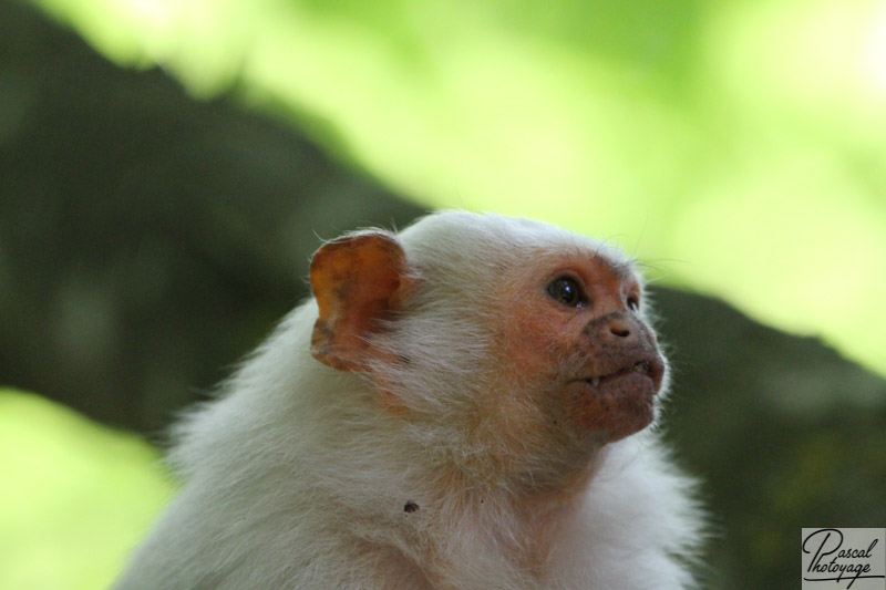 Vallée des singes