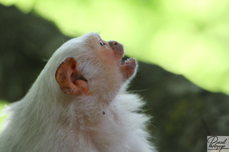 Vallée des singes