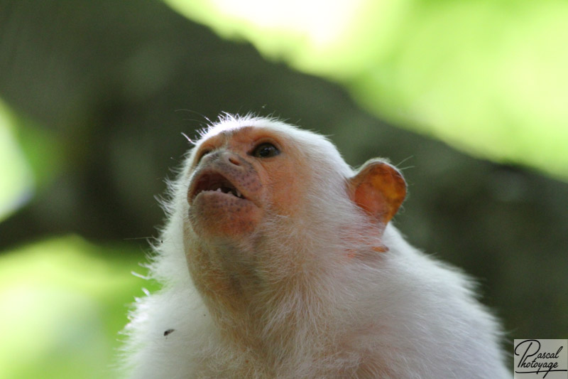 Vallée des singes