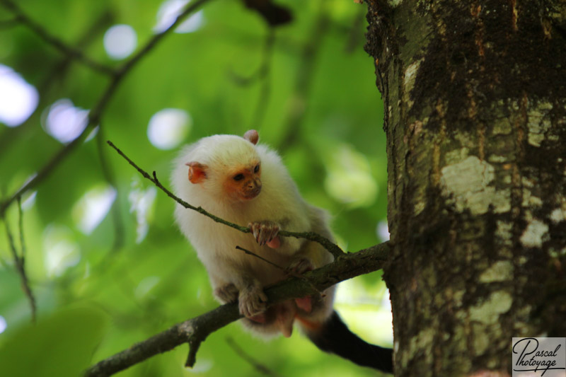 Vallée des singes