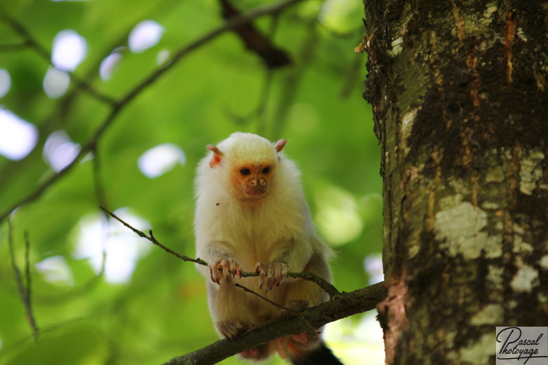 Vallée des singes