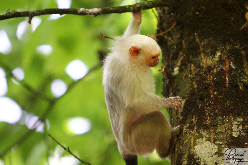 Vallée des singes