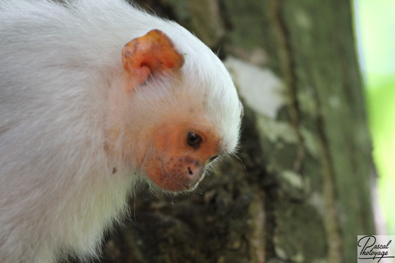 Vallée des singes