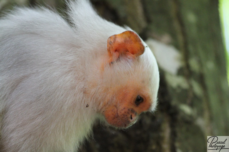 Vallée des singes