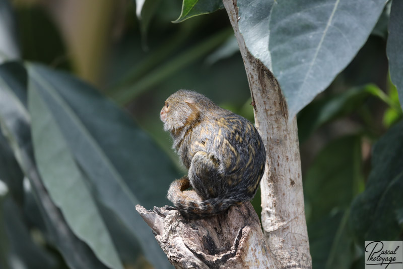 ZooParc de Beauval